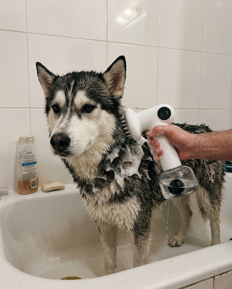 Husky spălat în cadă cu peria DogFoam