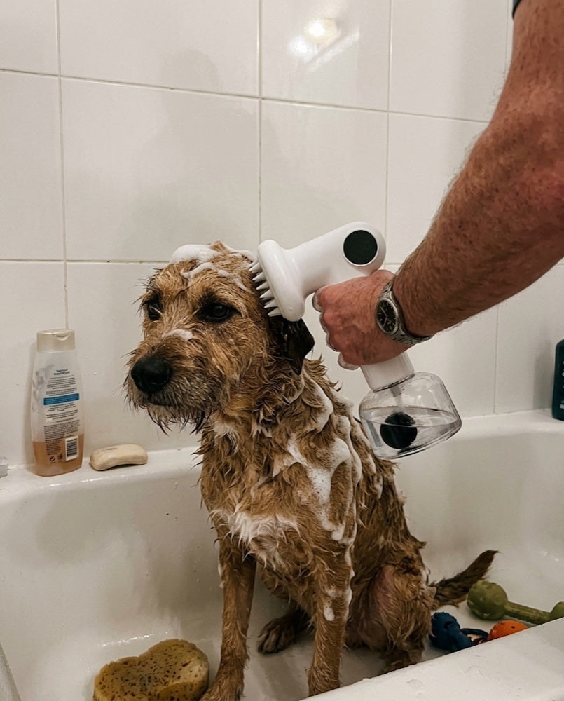 Metis terrier spălat în cadă cu peria DogFoam